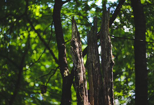 Tree Removal Tree Removal